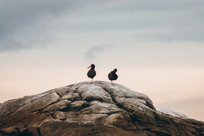 Half-Day Whale Watching Adventure From Victoria - Weather and Accessibility