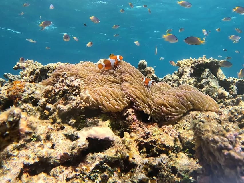 Iriomote: Boat Snorkeling Tour at Barasu Island - Meeting Point