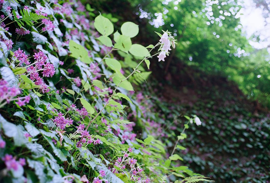 Kamakura: 5-Hour Nature and History Tour Review - Guide and Activities