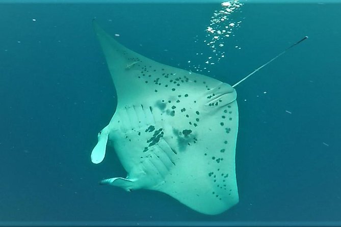 Keauhou Manta Ray Night Snorkel - Guest Experiences