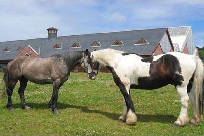 Killarney National Park Horseback Ride. Co Kerry. Guided. 2 Hours. - Booking and Confirmation