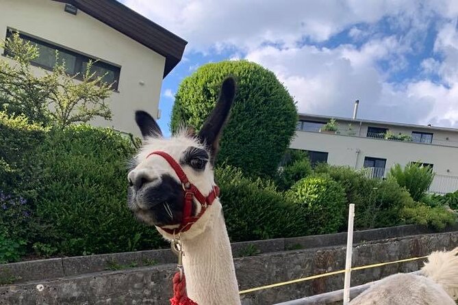 Llama Hike Through the Wonderful Liechtenstein Mountains - About the Tour Company