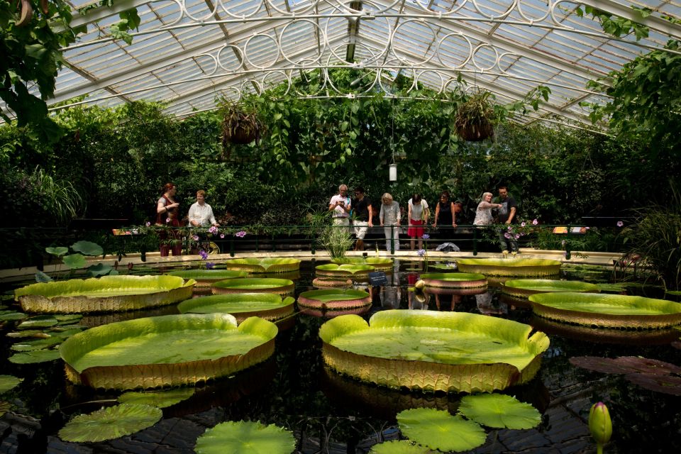 London: Kew Gardens Admission Ticket - Admiring Kews Tree Collection