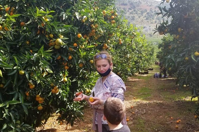 Mandarina Farming Tour With Food and Drink Tasting in Albania - Fruit Picking Traditions