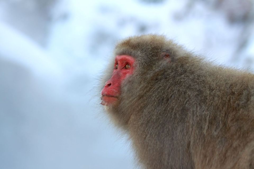 Nagano: Snow Monkeys, Zenkoji Temple & Sake Day Trip - Zenko-ji Temple Guided Tour