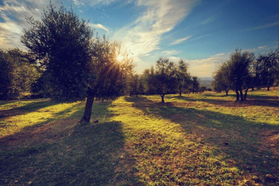 Olive Oil Factory From Sevilla Private Tour - Availability and Booking Information