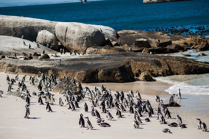 Penguin Encounter Boulders Beach Half Tour Day From Cape Town - African Penguin Colony