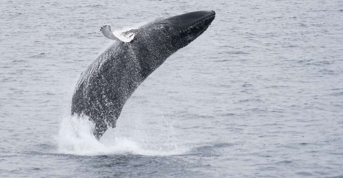 Reykjavik: Whale & Marine Adventure Tour - Guided Tour Experience