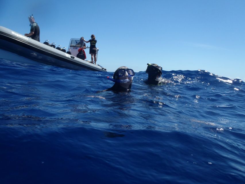 São Miguel: Wild Swimming With Dolphins - Fitness and Medical Requirements