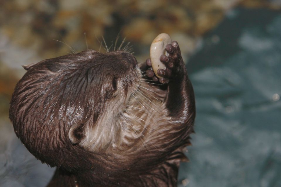 SEA LIFE Timmendorfer Strand Ticket - Threatened Species