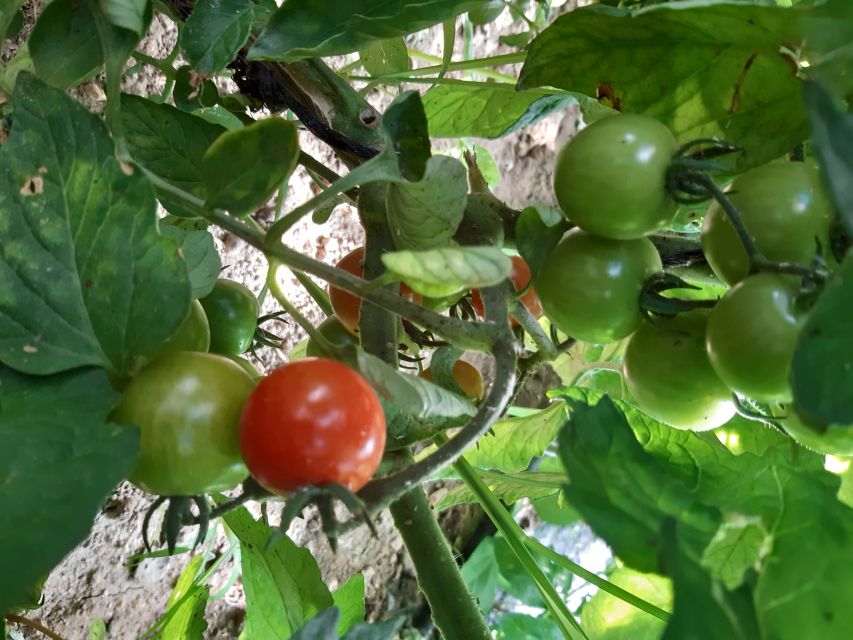 Thessaloniki: Private Greek Cooking Class and Meal at a Farm - Savoring the Homemade Meal