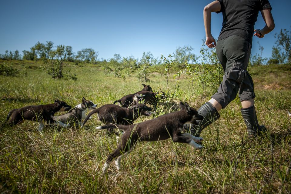 Tromsø: Puppy Training at the Husky Kennel With Lunch - Exercise in the Outdoors