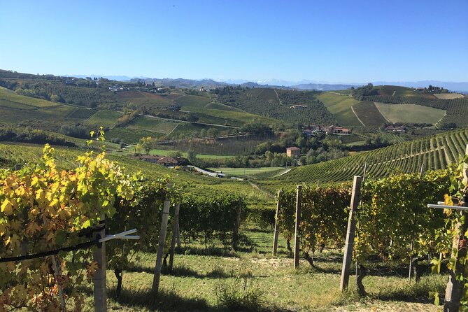 Truffle Hunt and Barolo Wine Tasting - Sampling Barolo Wines