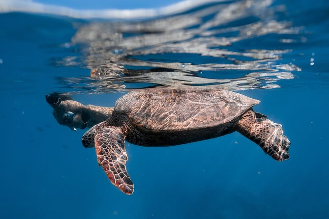 Turtle Canyon Snorkel (Semi Private Boat Tours) - Booking and Cancellation Policy