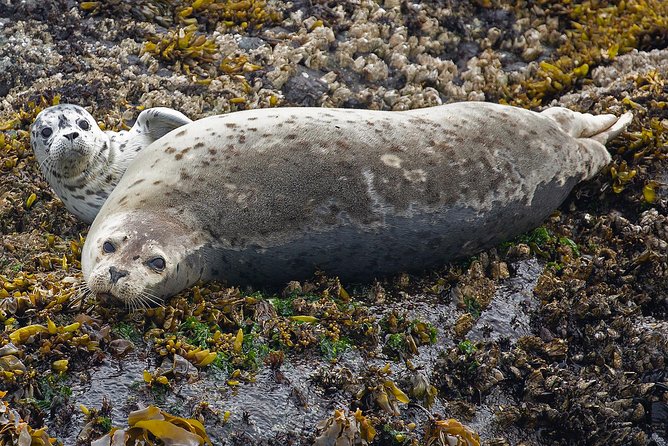 Victoria Whale and Wildlife Cruise - Accessibility and Amenities