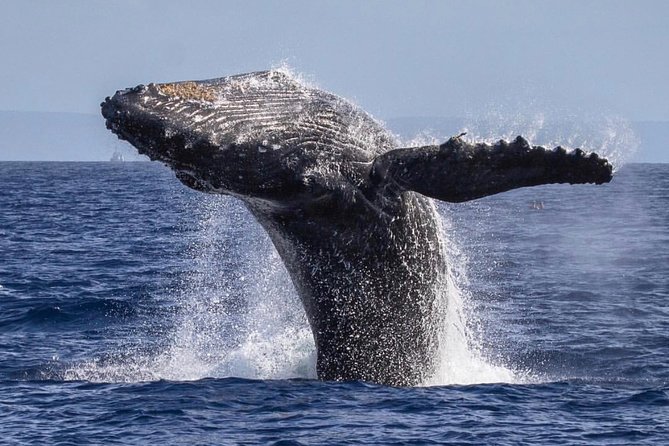 Whale Watching Cruise With Open Bar From Kaanapali Beach - Whale Watching Highlights