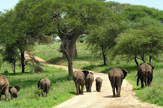 3 Days Luxury Safari Tour in Tanzania - Cancellation Policy