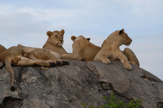 4-Day Simba Safari - Mid Range Tour - Transportation