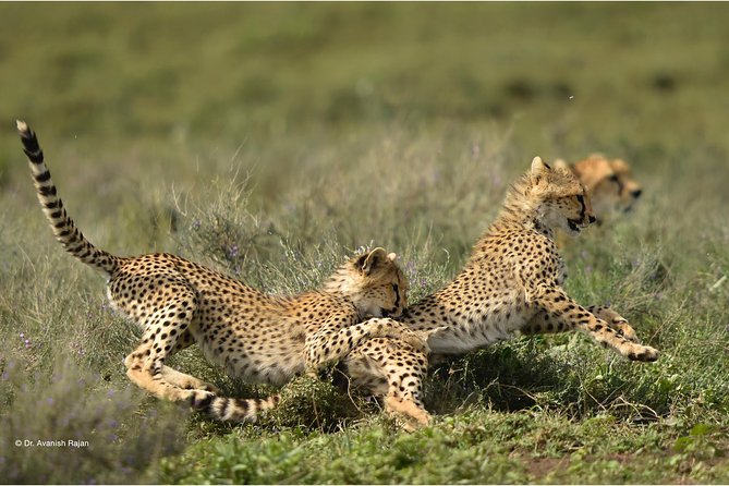 7 Days Magical Northern Tanzania With Roy Safaris - Traveler Eligibility