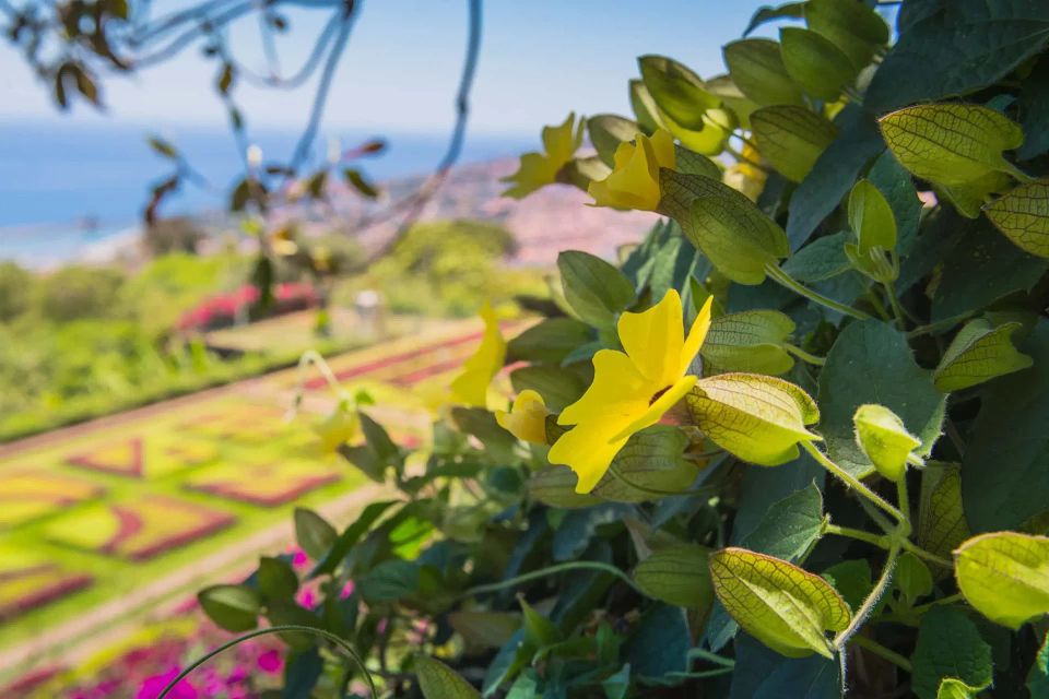 Botanical Garden & Funchal Old Town Private Tuk Tuk Tour - Recap