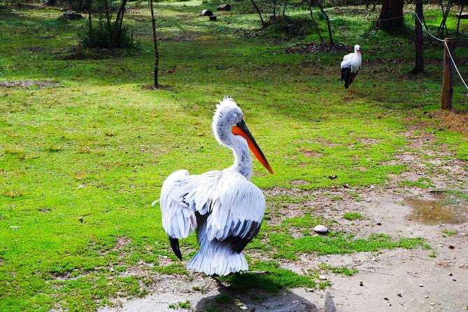 Day Tour of Berat and Karavasta Lagoon From Tirana&Durres - Berat Highlights