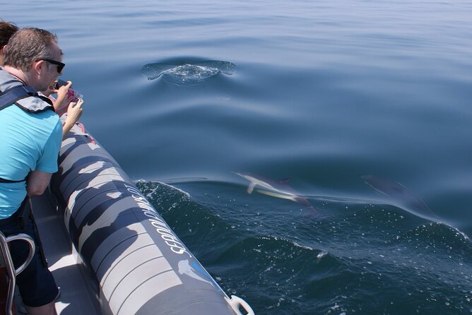 Dolphins Watching - Group Size