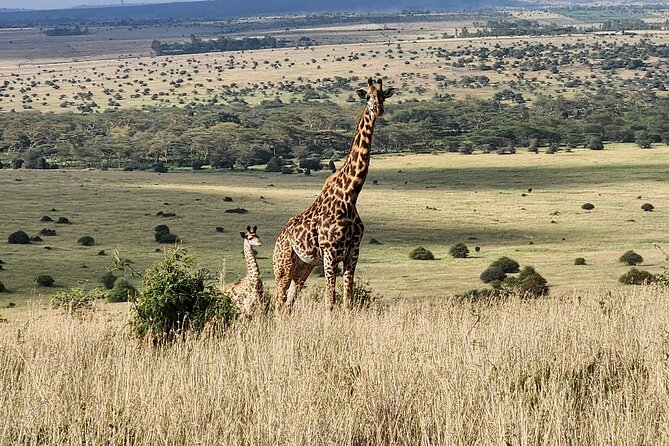 Elephant Orphanage, Giraffe Centre& Optional Nairobi Nationalpark - Giraffe Centre