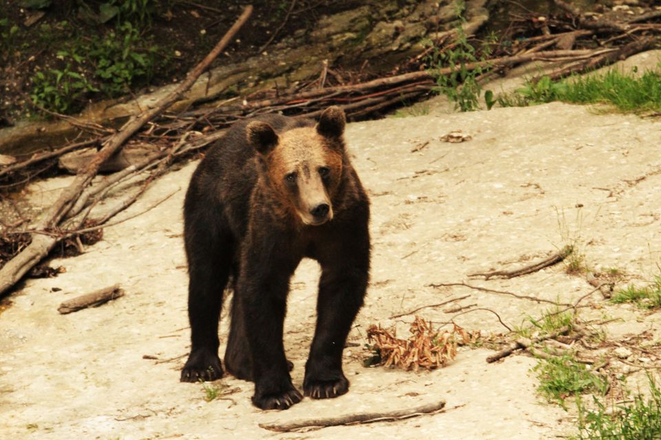 From Brasov: Small-Group Brown Bear Watching Tour - Frequently Asked Questions