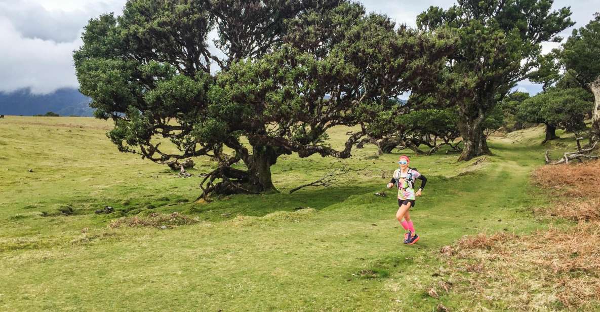 Funchal: Fanal Ancient Forest Running Tour - Scenic Laurissilva Forest