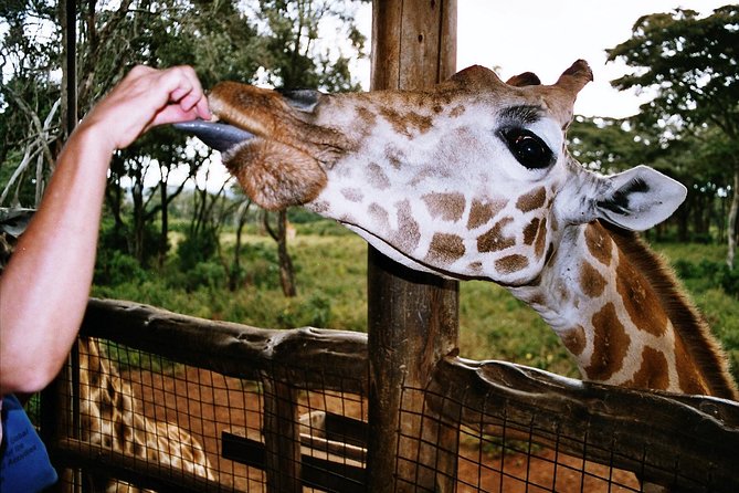 Giraffe Center, Elephant Orphanage and Beads Center - Gracepatt Ecotours Kenya