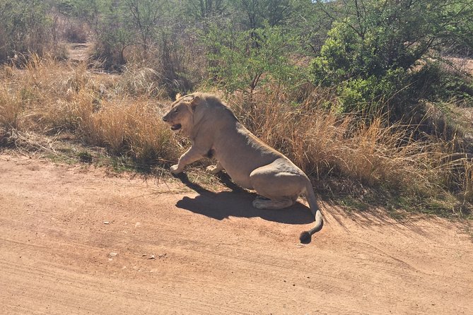 Half Day Safari Tour From Johannesburg - Sustainability and Conservation