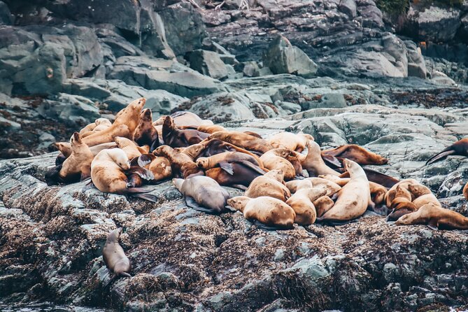 Half-Day Whale Watching Adventure From Victoria - Group Size and Cancellation Policy