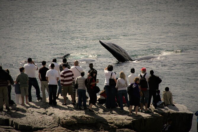 Hermanus Land Based Whale Walking Tour With Dave De Beer - Learning Whale Habits