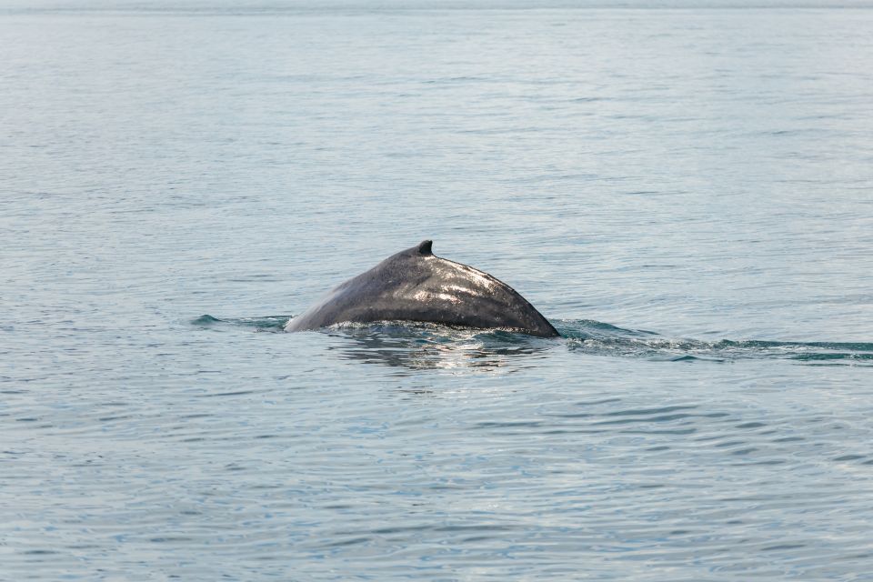 Húsavík: Whale Watching Tour With Guide - Meeting Point and Directions