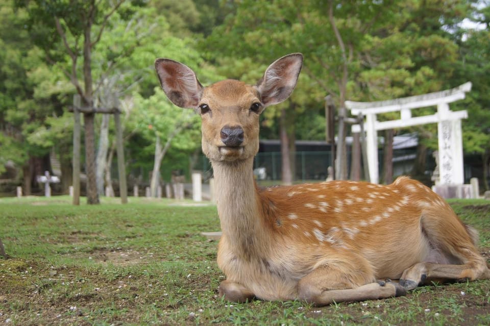 Kansai 10-Hour Chartered Day Trip｜Nara City - Booking and Payment