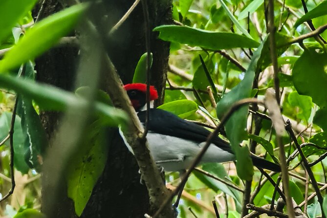 Kayak Adventure in the Second Largest Swamp of Trinidad and Tobago - Guides Expertise and Professionalism