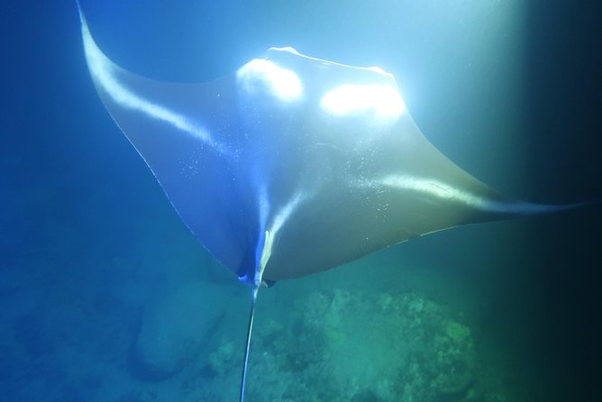 Keauhou Manta Ray Night Snorkel - Accessibility and Transportation