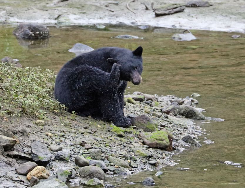 Ketchikan: Totem Pole, Wildlife & City Trolley Tour - City Highlights