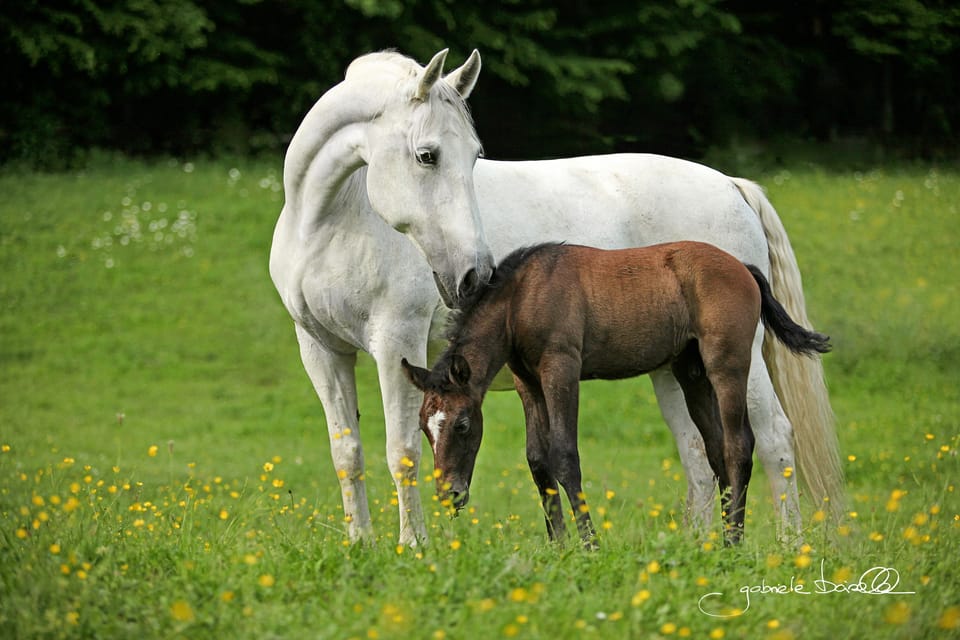 Köflach: Lipizzaner Stud Farm Visit - Frequently Asked Questions