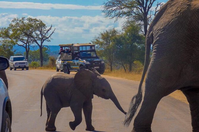 Kruger National Park Morning Safari 2 People Minimum - What to Expect