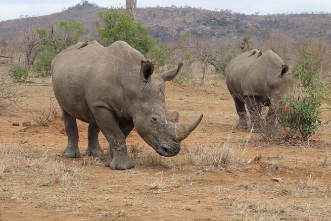 Kruger National Park - Private Sunrise Half Day Safari Trip. - Pickup Locations