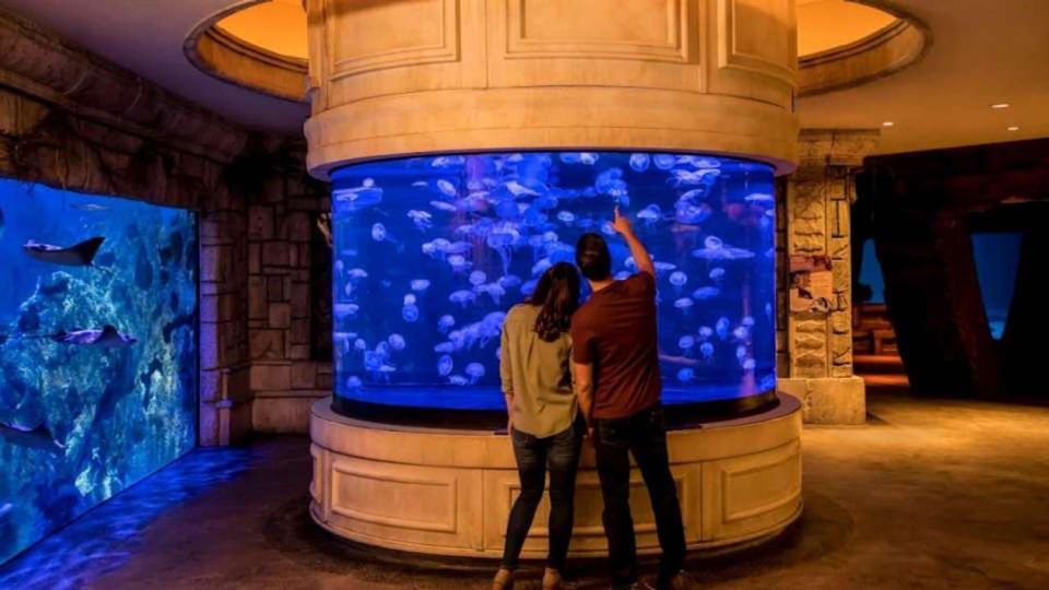 Las Vegas: Shark Reef Aquarium & VR Experience Entry Ticket - Customer Ratings and Feedback