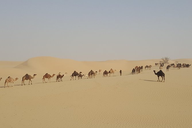 Liwa Oasis Desert Drive From Abu Dhabi - Private Tour and Group Size