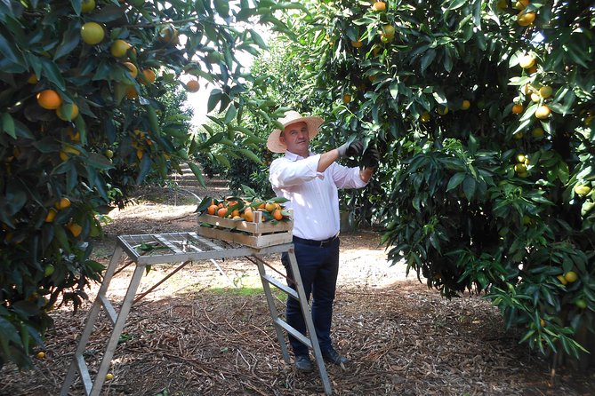 Mandarina Farming Tour With Food and Drink Tasting in Albania - Local Agricultural Practices