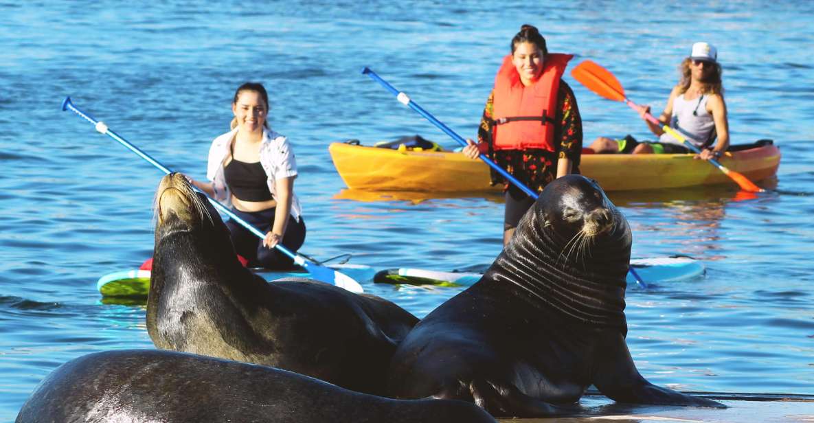 Marina Del Rey: Kayak and Paddleboard Tour With Sea Lions - Frequently Asked Questions