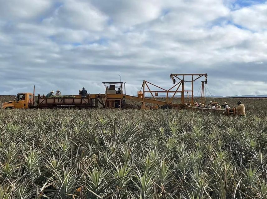 Oahu: North Shore Dole Pineapple Farm Tour - Tour Booking and Logistics