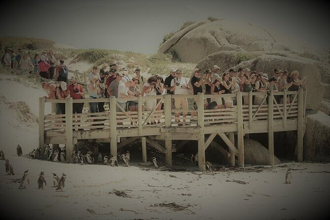 Penguin Encounter Boulders Beach Half Tour Day From Cape Town - Door-to-Door Transfers