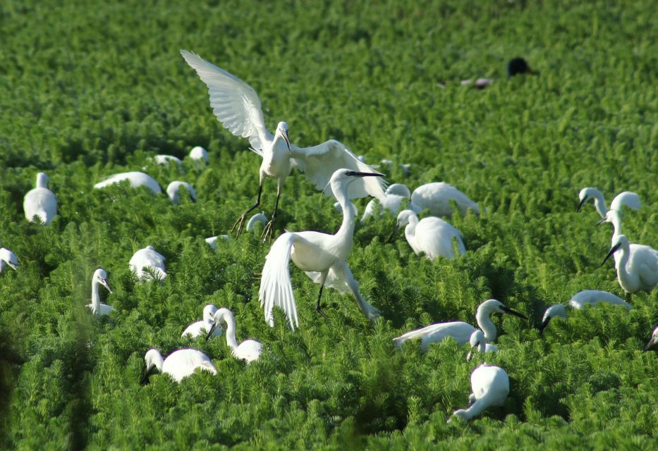 Ria De Aveiro: Birdwatching Tour (Full Day) - Highlights of the Tour