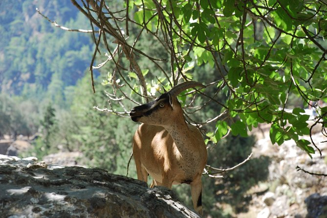 Samaria Gorge Trek: Full-Day Excursion From Rethymno - Pickup and Drop-off Arrangements