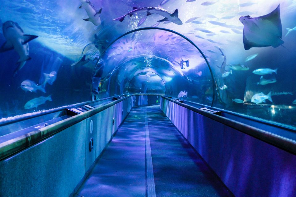 San Francisco: Aquarium of the Bay General Admission Ticket - Animal Encounters